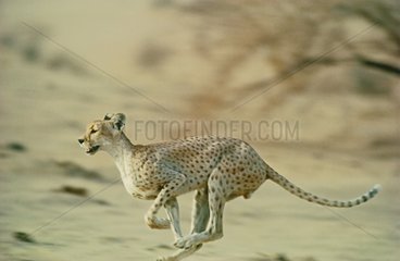 Male Northwest African Cheetah running Niger