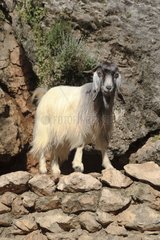 Goat on top of a stone wall Lebanon