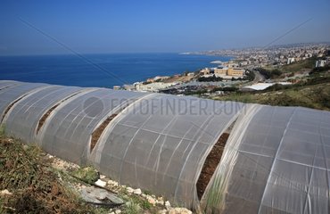 Plastic greenhouse and Lebanese coast to Jbail Lebanon