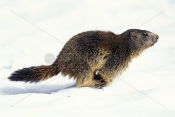 Marmot running in the snow Vanoise National Park French Alps
