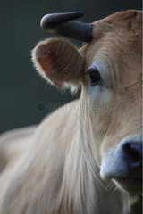 Portrait of a Nantaise cow France