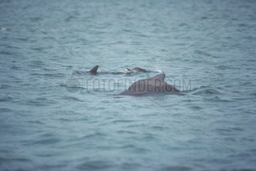 Atlantic humpbacked dolphins swimming in surface