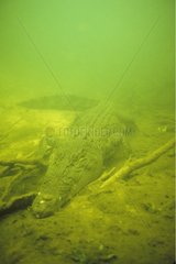 Crocodile marin sous l'eau Jardine River Australie
