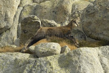 Young Chamois jumping on rocks Mercantour National Park