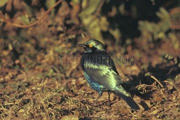 Greater Blue-eared posed on the northern ground Namibia