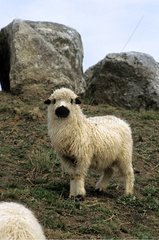 Sheep 'Thones et Marthod'