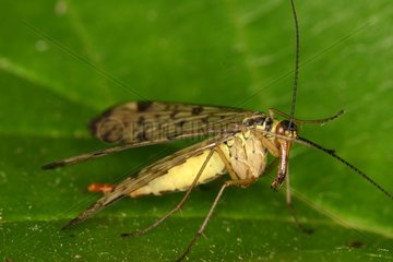 Scorpion fly being cleaned the eyes Annevoie Belgium