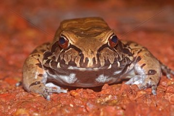 Portrait of Smoky Jungle Frog in laterite French Guiana