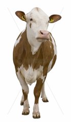 French Simmental cow front view in studio