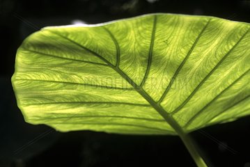 Veins of a leaf in transparency