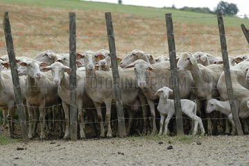 Herd of Ewes and Lambs of Lacaune breed