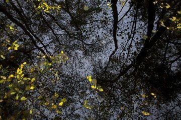 Blätter und Spiegelbild von Bäumen auf einem Sumpf von Dombes Frankreich