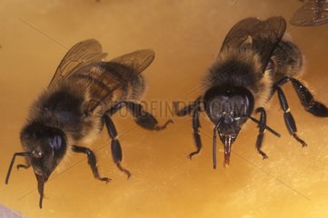 Honigbienen essen Honig Frankreich