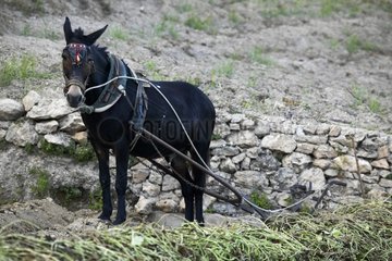 Mule harnessed with a harrow for the soil work