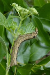 Sphinx caterpillar eating a leaf in a garden
