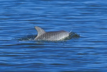Grand dauphin à la surface de l'eau Bunburry Australie