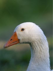 Portrait of White Goose of Poitou France