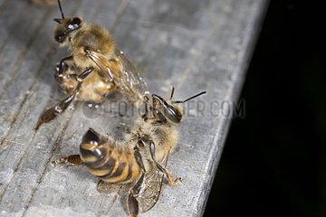 Tote Bienen am Eingang zum Bienenstock Frankreich