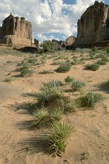Paysage désertique dans le Parc National des Arches Utah