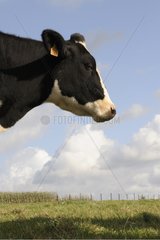 Young Prim'Holstein Cow in a meadow Nord Pas-de-Calais
