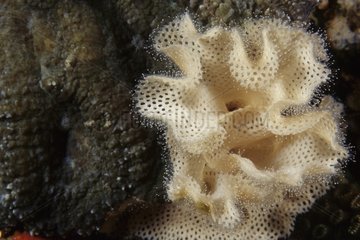 Bryozoan Komodo Indonesien
