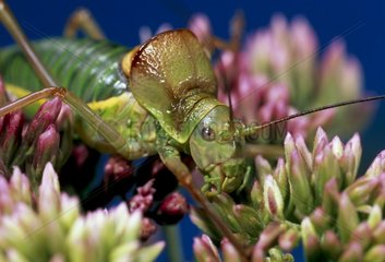 Ephippigere Grasshopper on flower Aran valley Spain