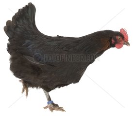 Kupferkolourierte schwarze Henne der Marans brÃ¼ten mit einem Tag Frankreich