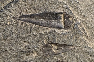 Fossil Haplophrentis of the Burgess shale Canada