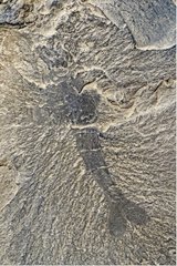 Fossil Waptia of the Burgess shale Canada