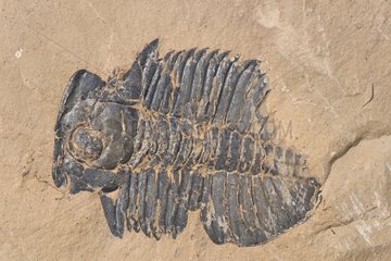 Fossil Trilobite Burgess shale Canada