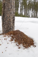Shredded cones under a tree by Eastern Gray Squirrel USA