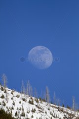 Moon in broad daylight in the Yellowstone NP in the USA