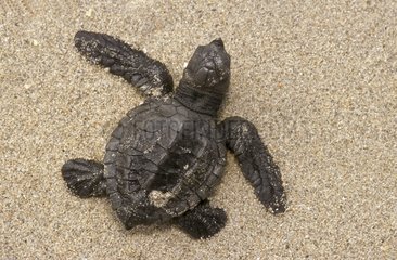 Newborn Pacific ridley sea turtle moving towards the sea