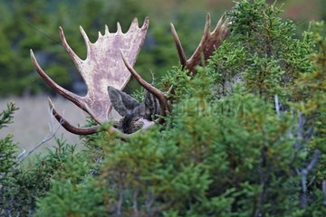Geweih eines männlichen Elch -Anchorage Alaska