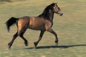 Arab horse with trot on grass