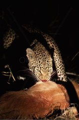 Léopard mangeant une proie la nuit PN Kruger Afrique du Sud
