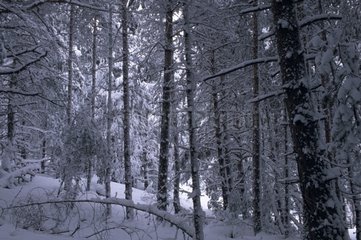Subalpinewald unter den SchneeAlpen Frankreich