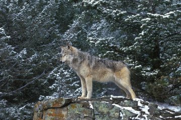 Loup gris sur un rocher avec la neige qui tombe USA