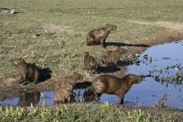 Capybaras an einem Wasserplatz Brasiliens
