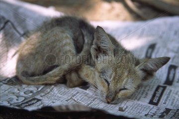 Kitten Kerala India