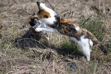 Zwei junge She-Cats  die in gespaltener Gegend kämpfen
