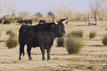 Portrait of a Bull in the Camargue