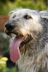 Alter Hund zeichnet die Zunge Frankreich