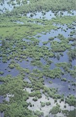 Air shot of a coastal swamp French Guiana