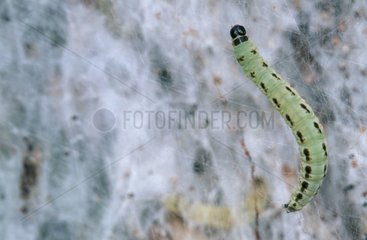 Caterpillar of Yponomeuta in their social web Spain