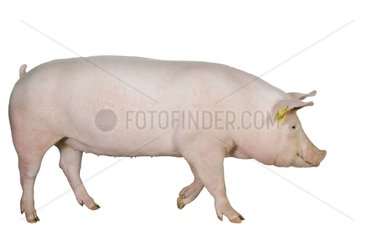 Landrace breed young sow France