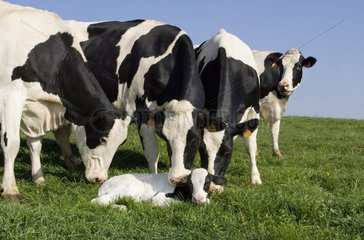 Holstein cows in the park around a newborn calf