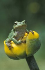 Tree frog Isle of Ruegen Germany