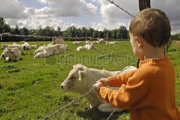 Child observing Charolaise cows in a meadow France