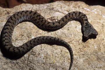 Young Asp viper with two heads